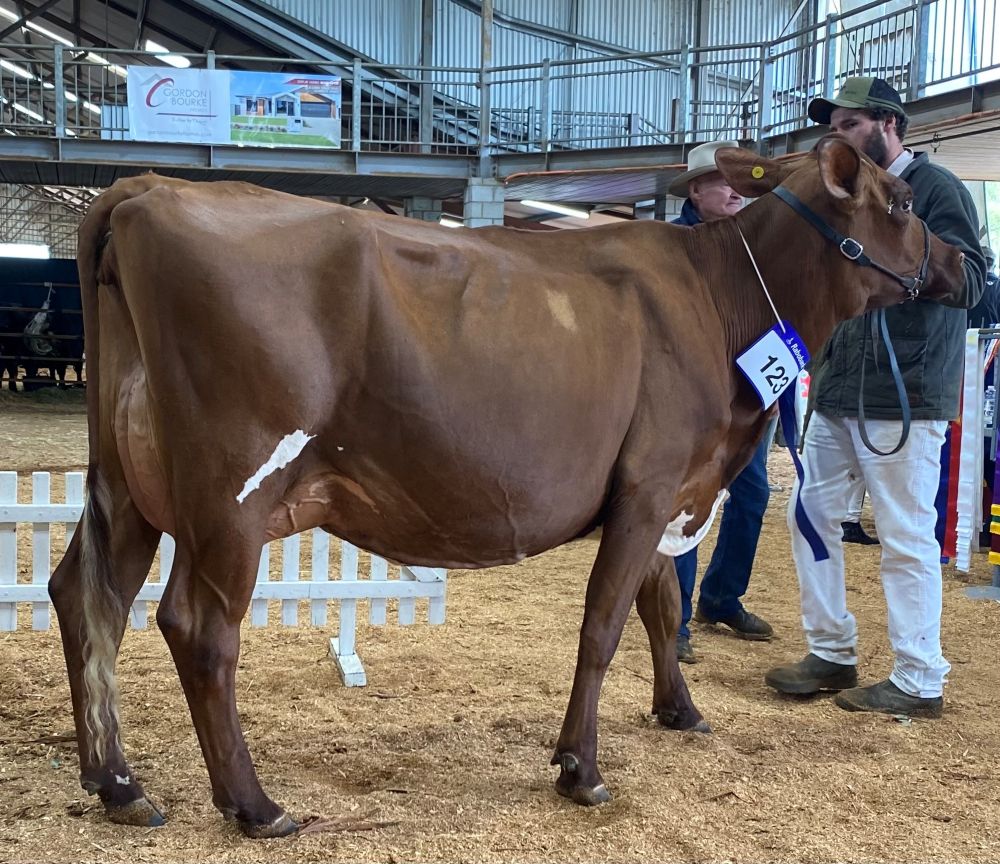 TS Class 7 3yrs U4yrs in milk Tara Vision 23 M G Henry
