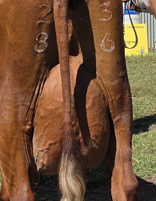20260321 115750 udder of champ cow best udder shrunk