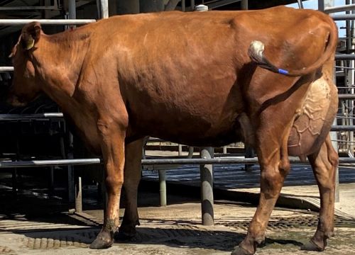 6. Best Udder Cluain Princess 4494.1 resized