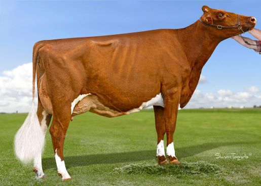 Eachamvale Precious 7 A LR