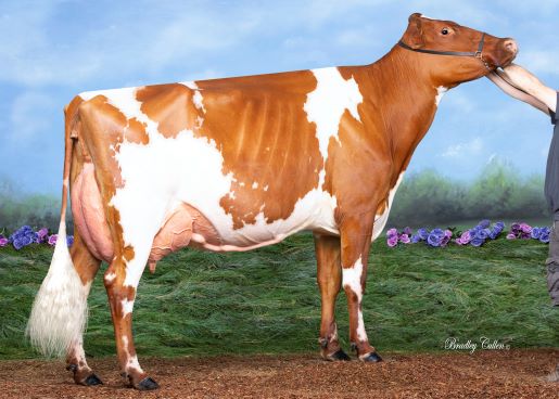 Llandovery Blushs Jinny D LR