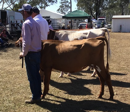 Beaudesert 19 Jnr Champ