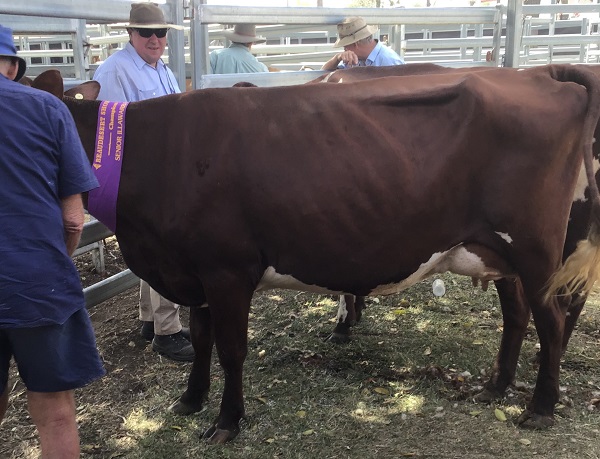 Beaudesert 19 Snr Champ