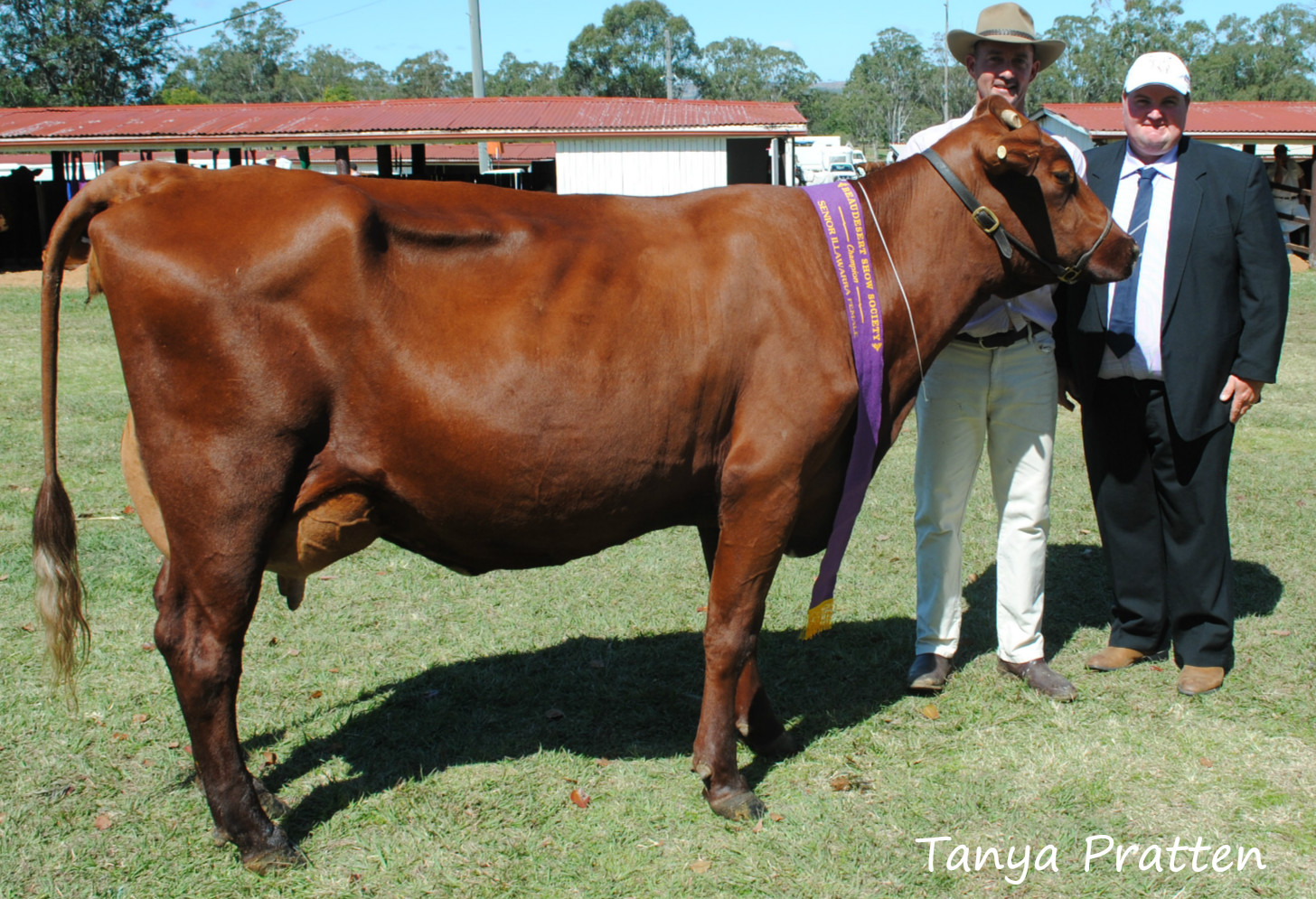 Beaudesert 15 Champ Cow