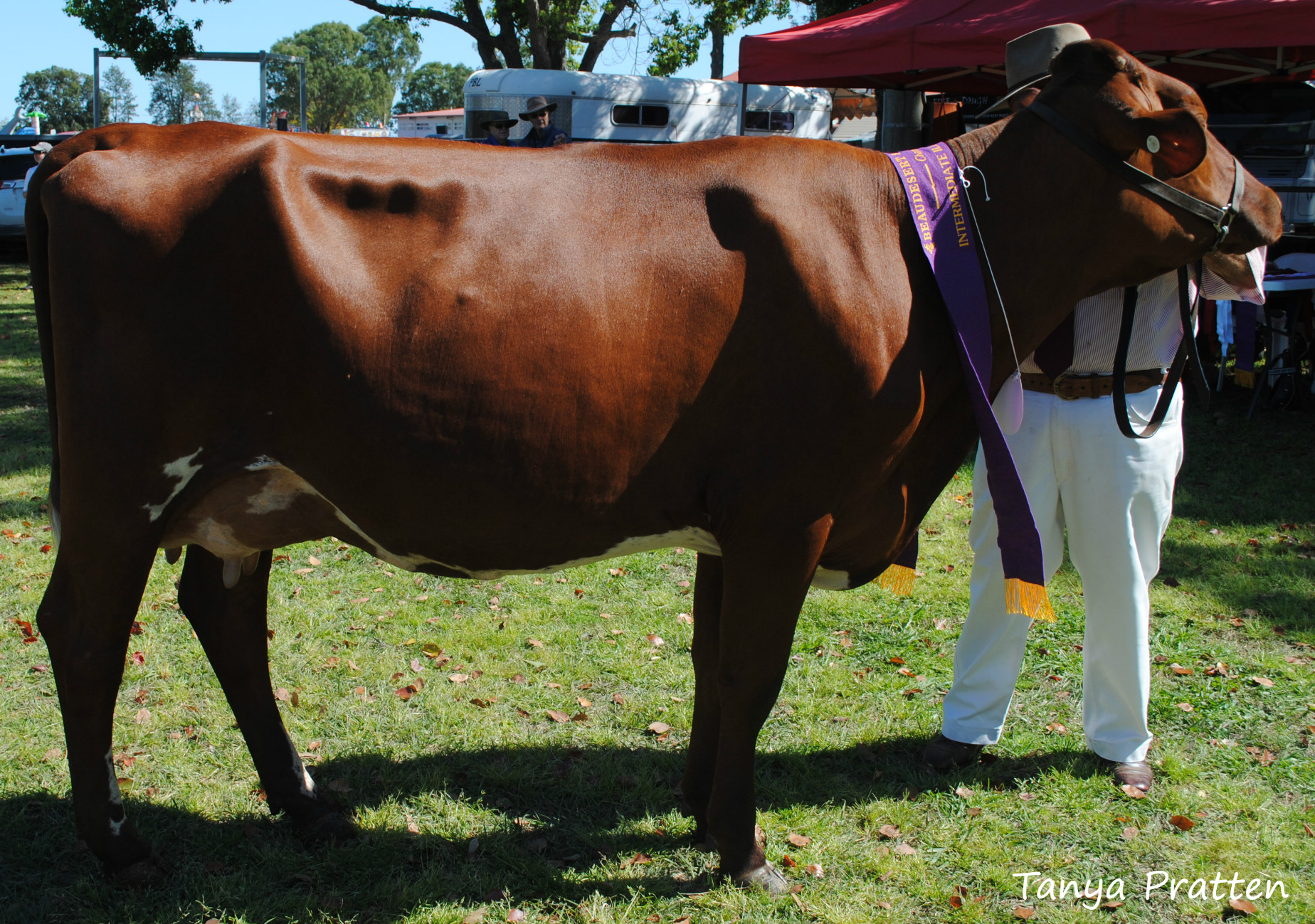 Beaudesert 15 Champ Inter