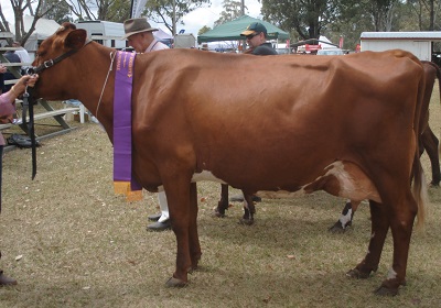 Beaudesert 18 Senior Champ