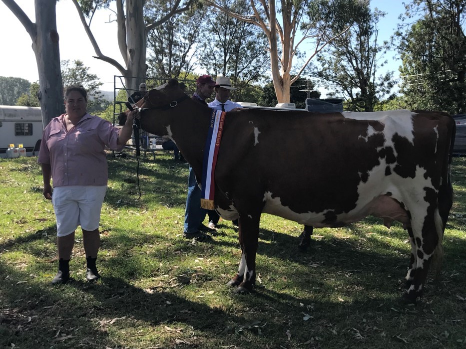 Bega 2018 Champion Cow