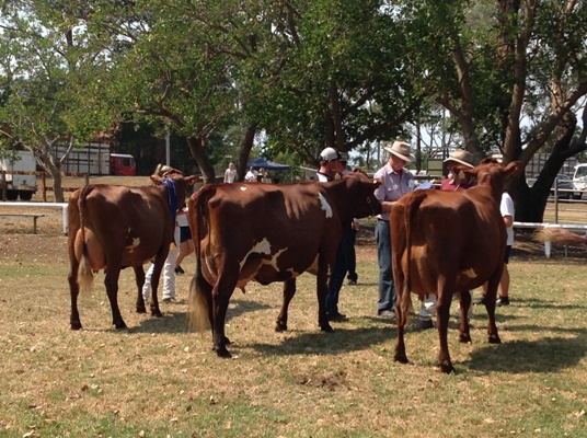Best uddered cow class - Winner on L