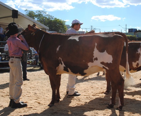 Bris 2014 Junior Champion lr - Copy