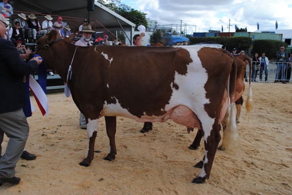 Bris ekka 2014 Champ Cow lr