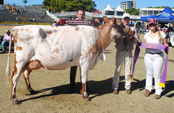 Bris 2018 Champ Cow