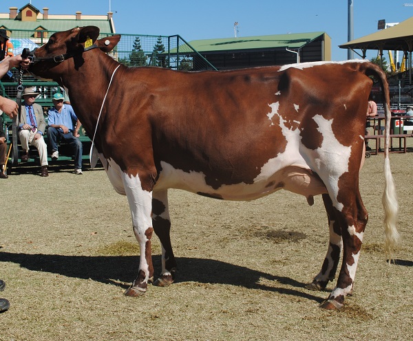 Bris 2018 Champ Intermediate