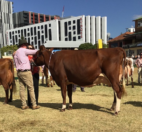 Ekka 19 Champion Cow