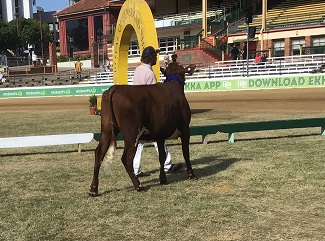 Ekka 19 Class 4