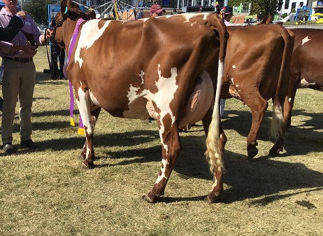 Ekka 19 Intermediate Champion