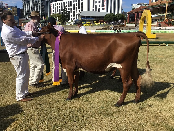 Ekka 19 Junior Champ