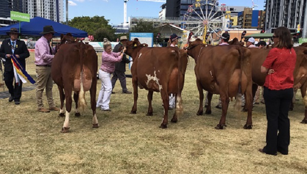 Ekka 19 Snr Best Udder final 3