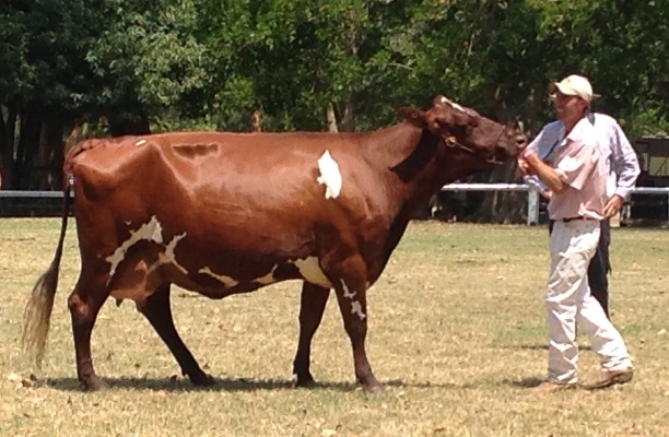 Champion Cow