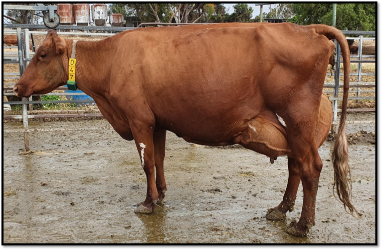 Class 4 first and Champion Best Udder. resized for website