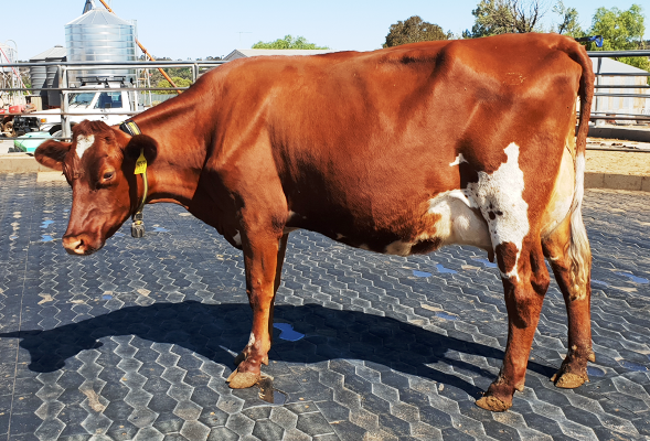 Class 1. 1st Altmann Family. For website. Blackwood Park Lisa 23. s Luck E Adonis