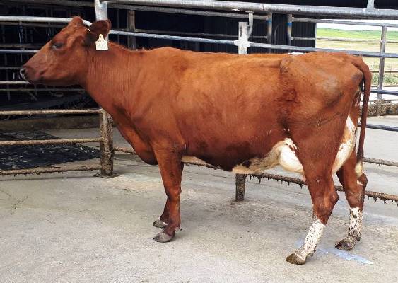Class 2. 1st and Honourable Mention. For website. Waikato Farm. Waikato Farm Carolyn 4212