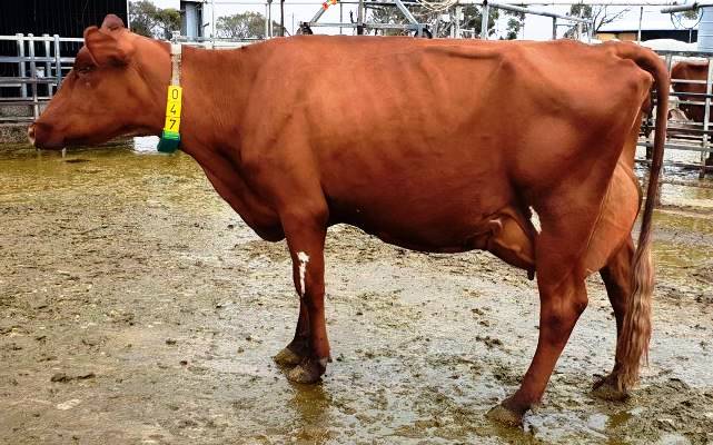 Class 3. 1st and Champion. For Website. Springvale Enterprises. Springvale Pride 29