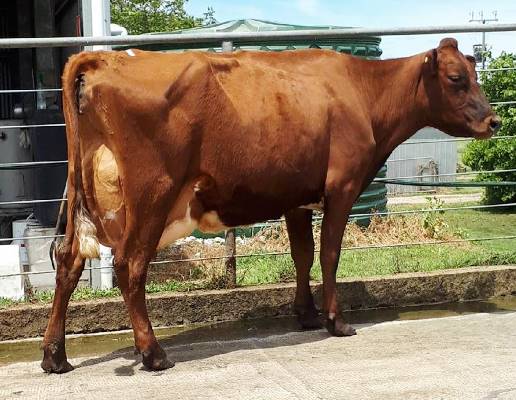 Class 4. 1st Hamiltons run. For website. Cluain 3641 Helen