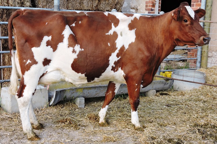 DSCN8001 IL and JA Mueller Glenbrook Queenette 5 winner class 4. reduced for website