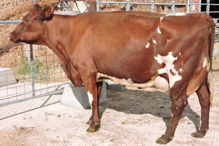 DSCN8012 IL JA Mueller Lynonga Butler Lily 2nd Class 5 and Reserve Champion. reduced for website
