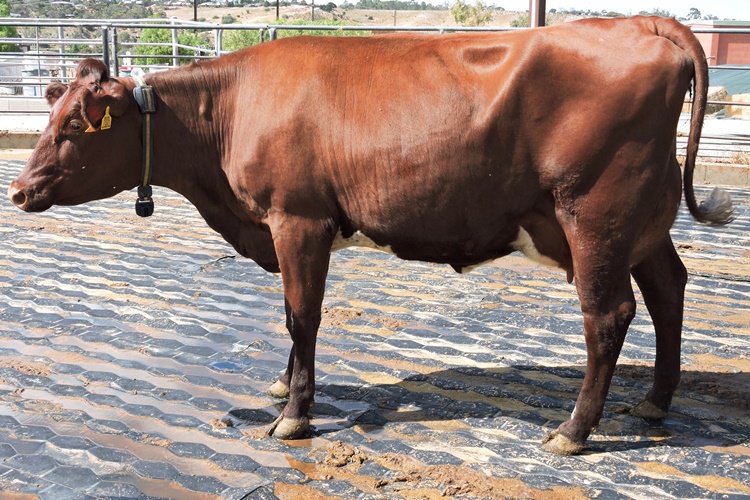 DSCN8016 Altmann Family Blackwood Park Lass 136 winner Class1. reduced for website