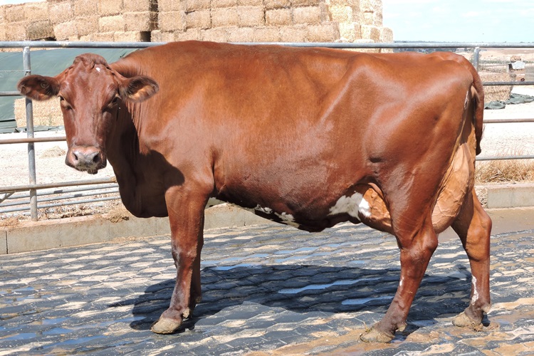 DSCN8033 Altmann Family Blackwood Park Laurel 90 winner Class 5 and Champion. shrunk for website