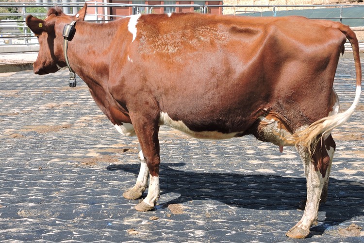 DSCN8037 Altmann Family Blackwood Park Empress 49 winner Class 2. shrunk for website