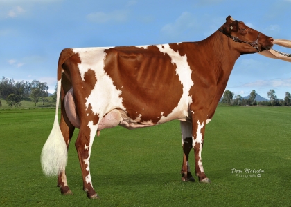 2019 Brisbane Royal Supreme Intermediate, Intermediate Udder