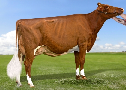 2019 Brisbane Royal Supreme Champion Cow, Champion Senior Udder