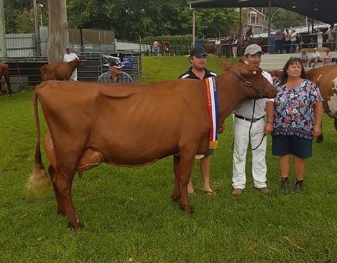 Far Sth Coast Champ Cow 2