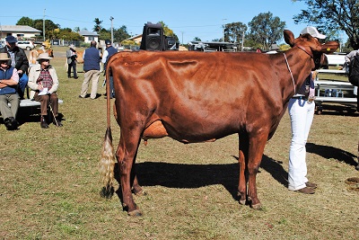 Gatton 17 Intermediate Champion lr