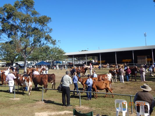 Gatton Pen of Three Heifers