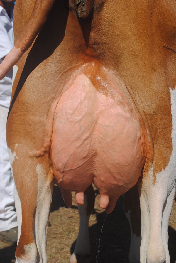 Gatton 19 Class 9 Jnr Udder