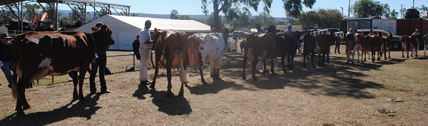 Gatton 19 Snr Champion class