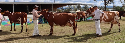 2022 Gatton Champion Cow lineup