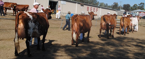 Gatton 18 Senior Champ Class