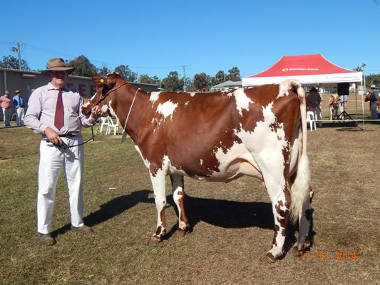 Gatton Show 2014 Champ Junior LR