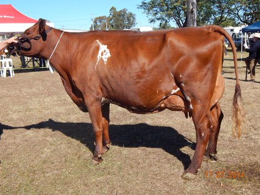 Gatton Show 2014 Champion Cow lr