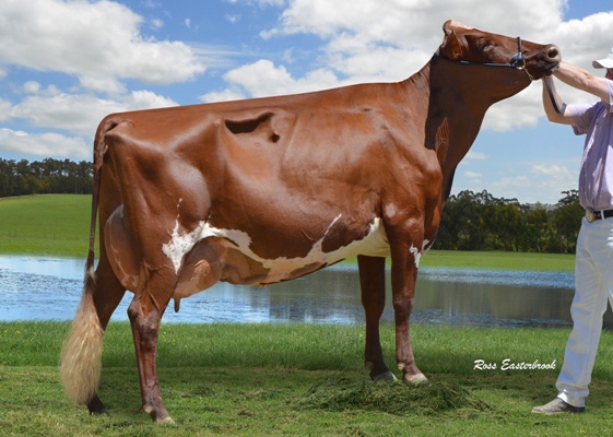 Glencliffe Joyce 468 lr