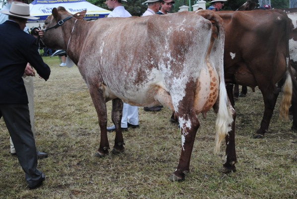 Gym Show 2013 Champion Cow