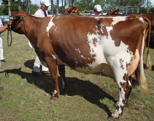 Gympie 19 Class 12
