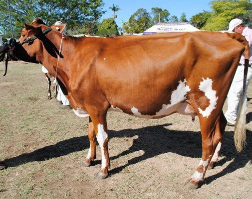 Gympie 2016 Champion Intermediate lr