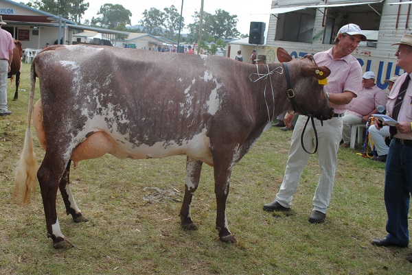 Gympie 2018 Best Udder 4yrs over