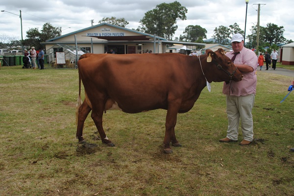 Gympie 2018 Class 5 Dry Heifer 2 4