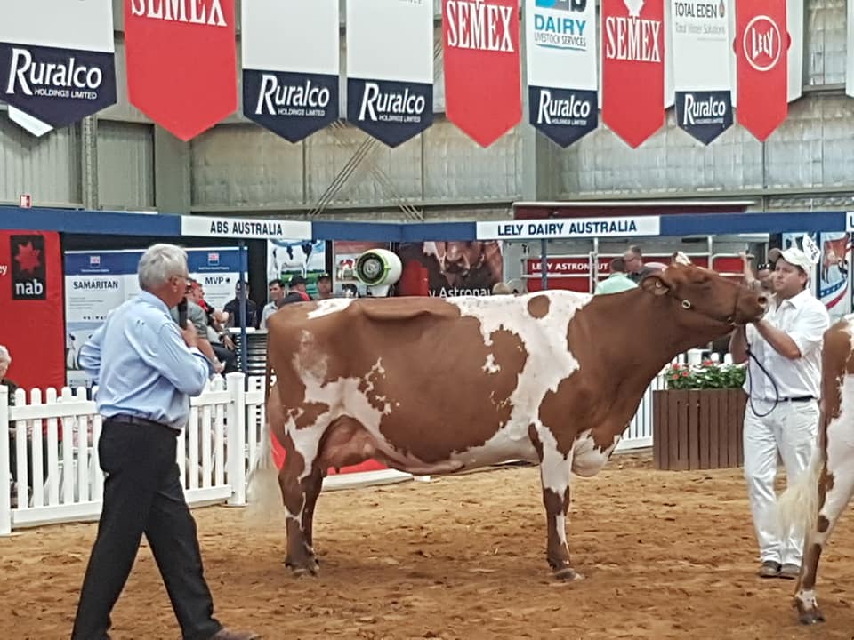 IDW 19 Champ Cow